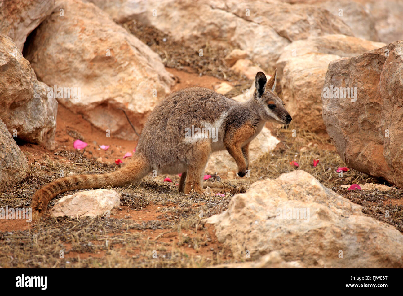 Gelb-footed Rock Wallaby, Australien / (Petrogale Xanthopus) Stockfoto