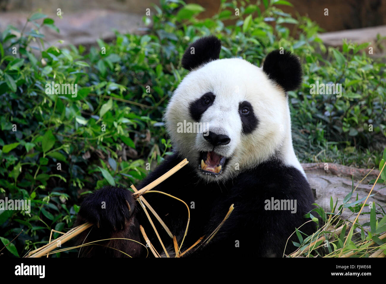 Giant Panda, Asien / (Ailuropoda Melanoleuca) Stockfoto