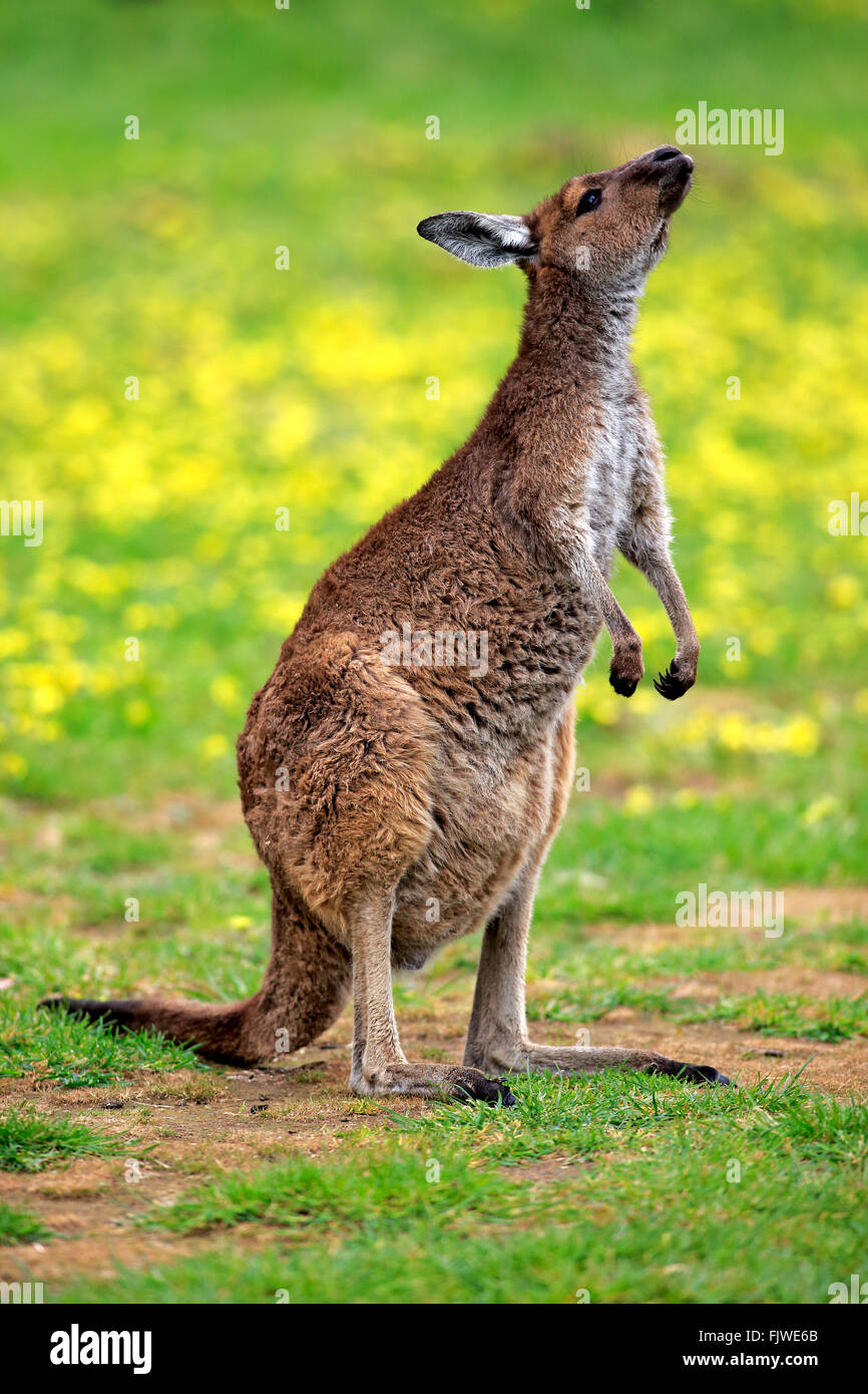 Kangaroo Island Känguru, South Australia, Australien / (Macropus Fuliginosus Fuliginosus) Stockfoto