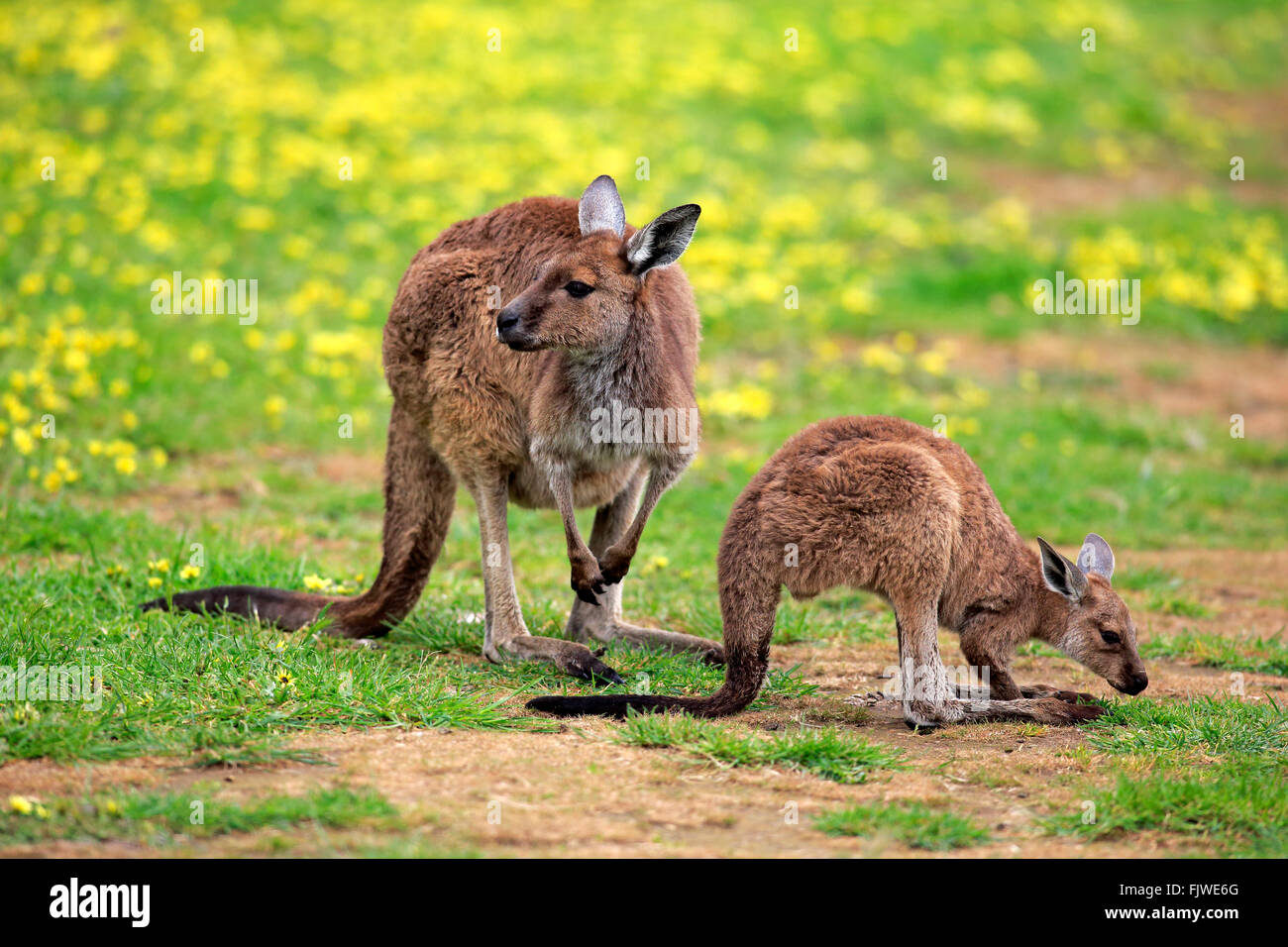 Kangaroo Island Känguru, Weibchen mit jungen, South Australia, Australien / (Macropus Fuliginosus Fuliginosus) Stockfoto