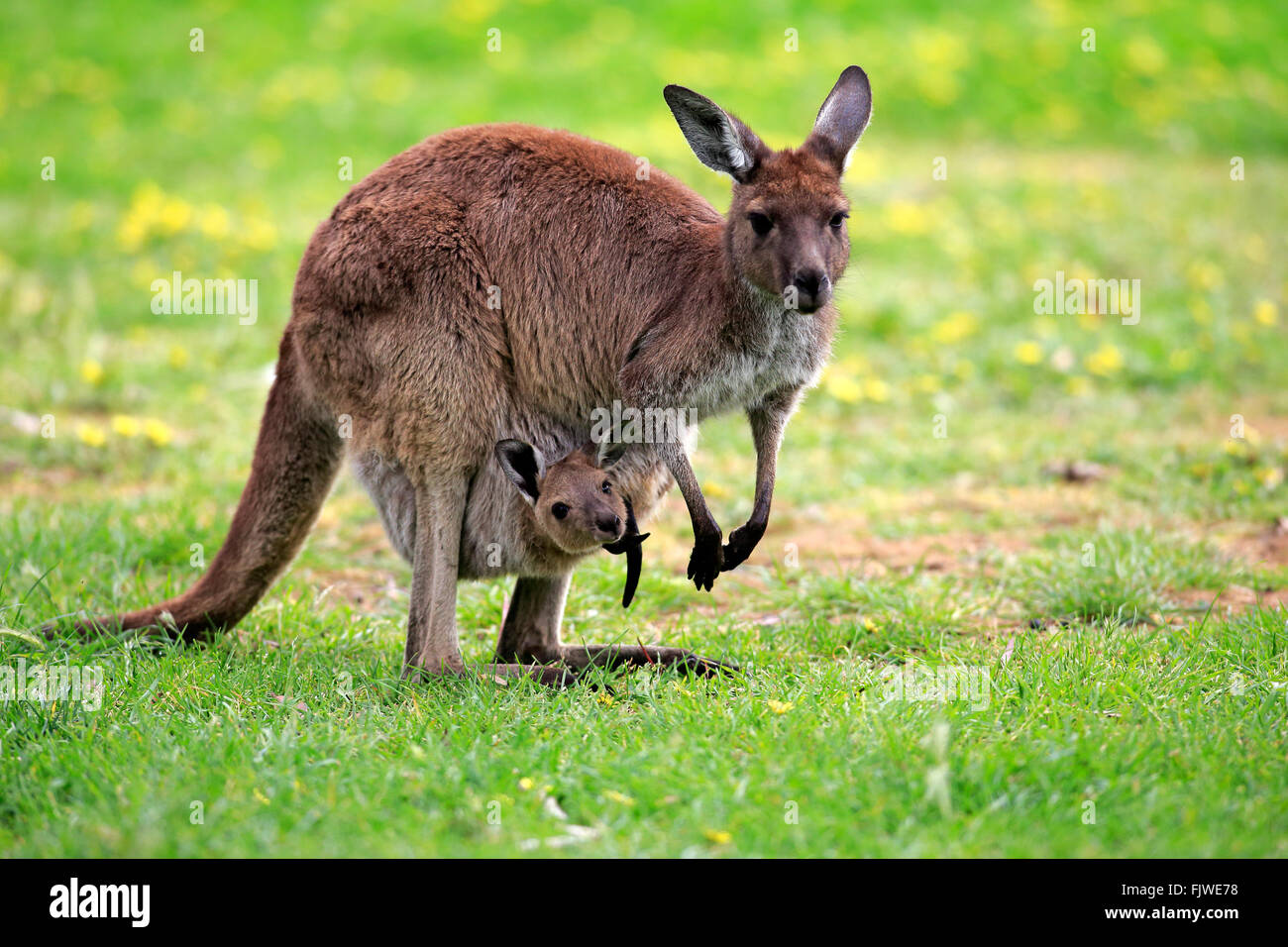 Kangaroo Island Känguru, weiblich mit Joey, South Australia, Australien / (Macropus Fuliginosus Fuliginosus) Stockfoto