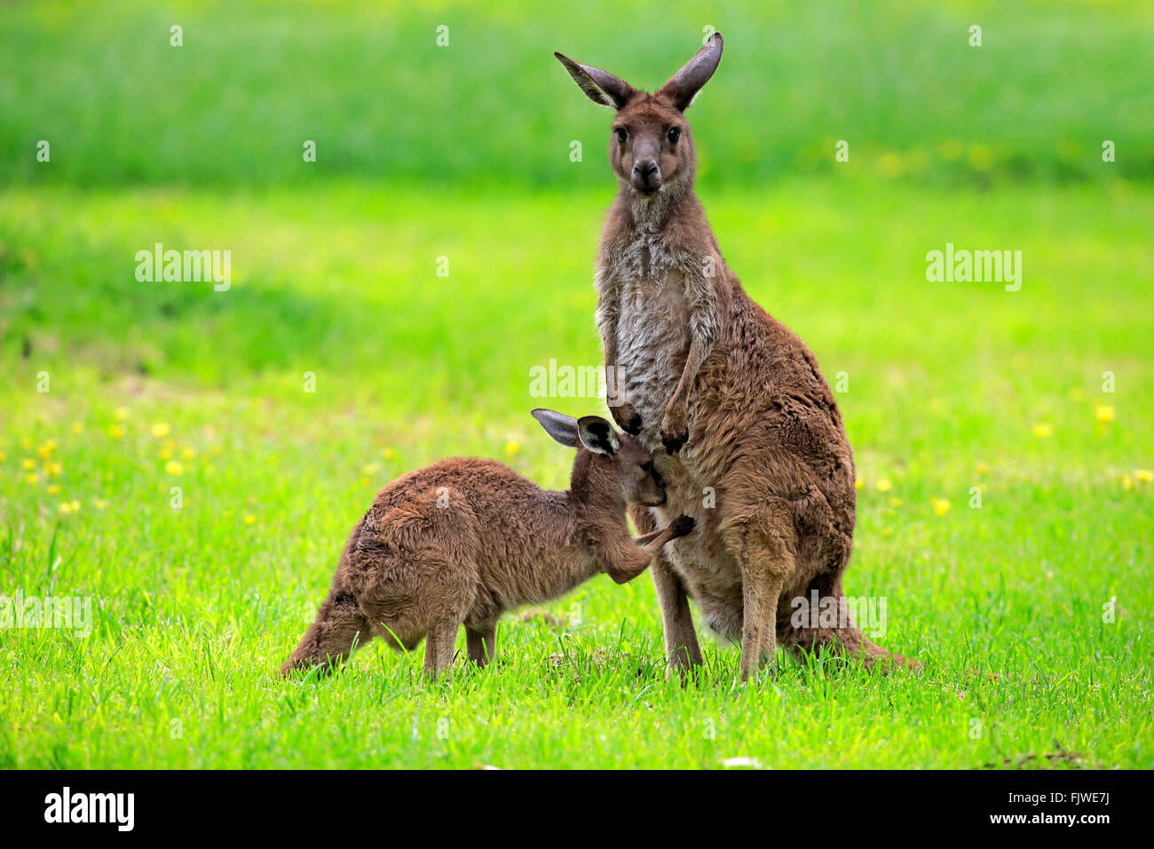 Kangaroo Island Känguru, Weibchen mit jungen, South Australia, Australien / (Macropus Fuliginosus Fuliginosus) Stockfoto