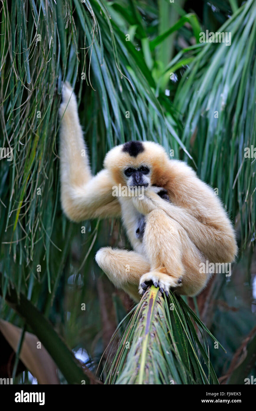 Nördlichen White-Cheeked Gibbon, erwachsenes Weibchen, Asien / (Nomascus Leucogenys) Stockfoto