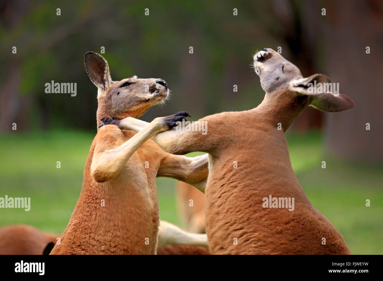 Red Kangaroo, zwei Männchen kämpfen, South Australia, Australlia / (Macropus Rufus) Stockfoto