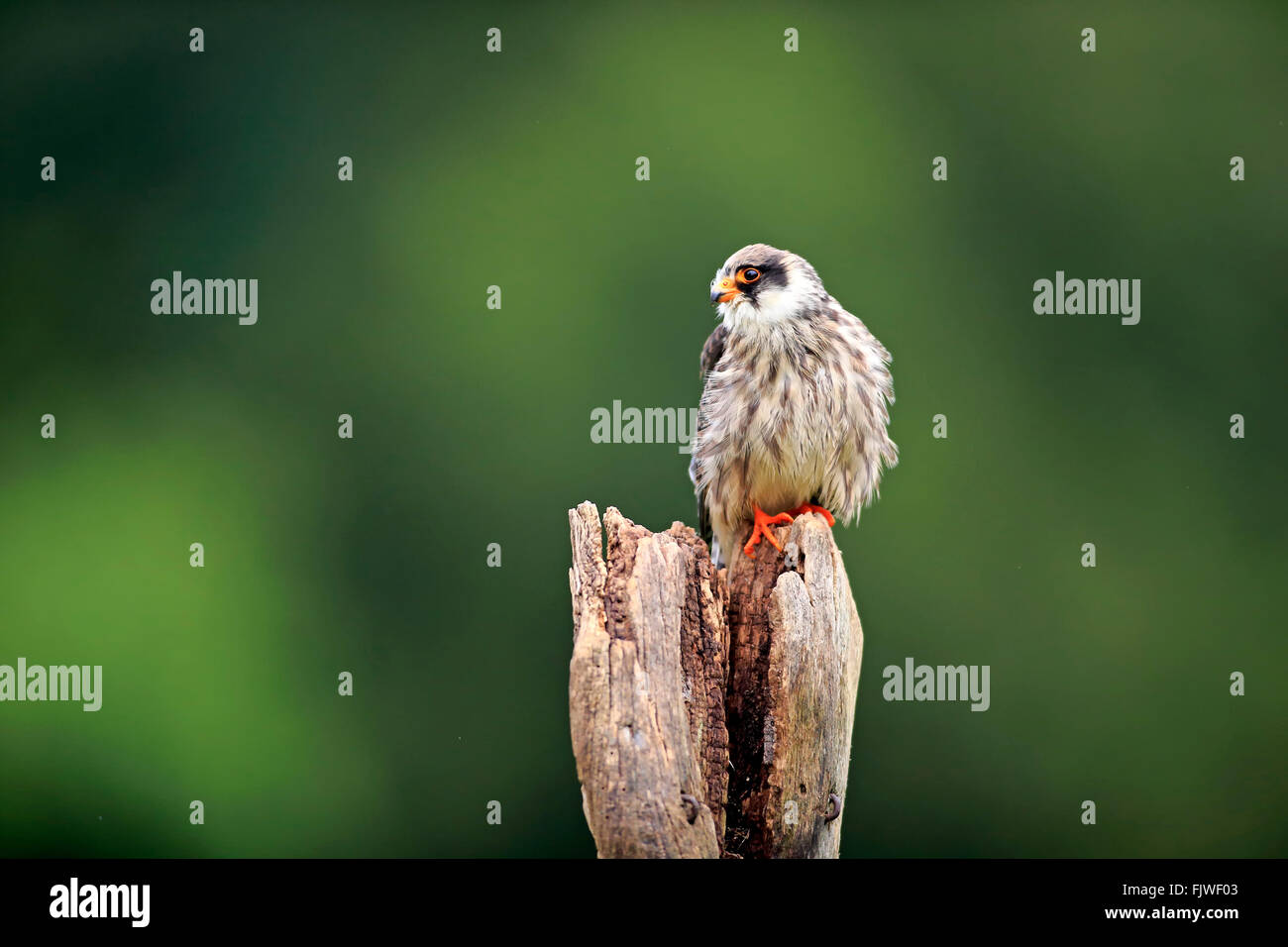 Western Red Footed Falcon, Europa / (Falco Vespertinus) Stockfoto