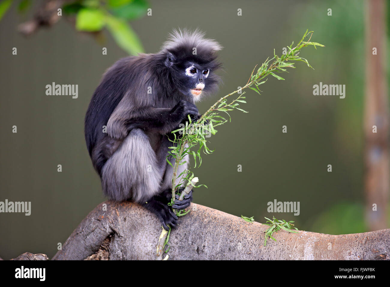 Altrosa Leaf Monkey, Asien / (Trachypithecus Obscurus) Stockfoto
