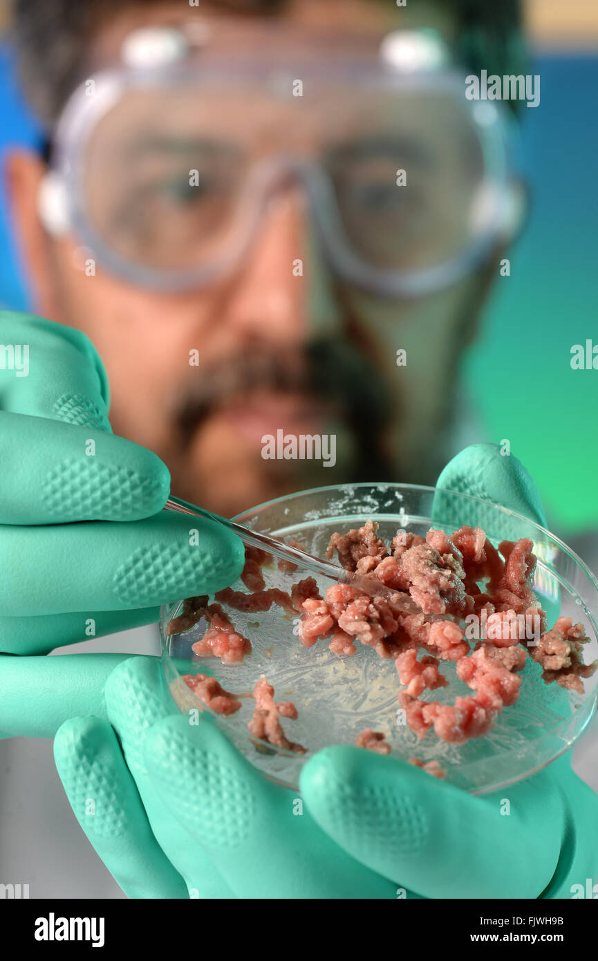 Mikrobiologe Testdurchführung auf Fleisch in einer Petrischale Stockfoto
