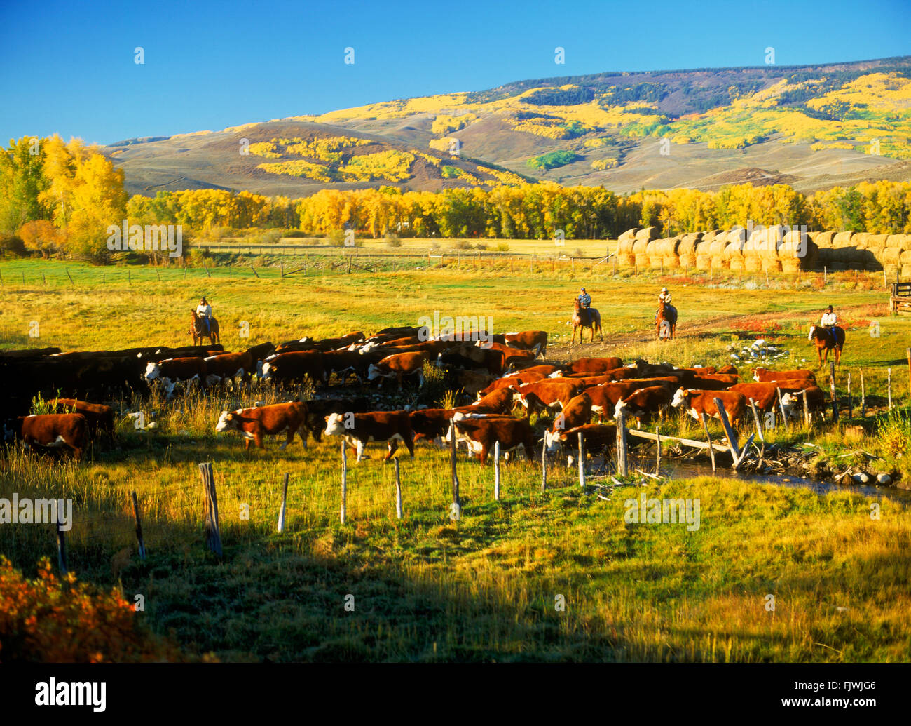 Cowboys auf dem Pferderücken hüten Rinder in Corrals auf Ranch Ohio Creek im Herbst in der Nähe der Rocky Mountains von Colorado Stockfoto