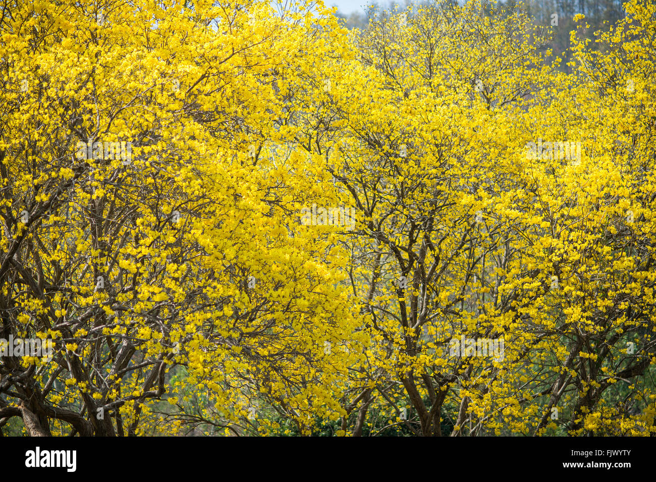 Baum gelb im Sommer, Thailand, Asien. Stockfoto