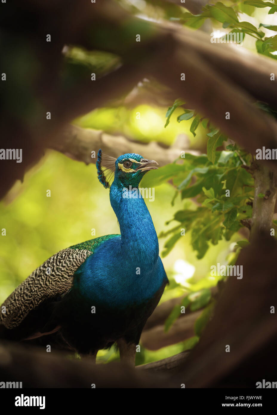 Pfau-mitten in der Natur. Stockfoto