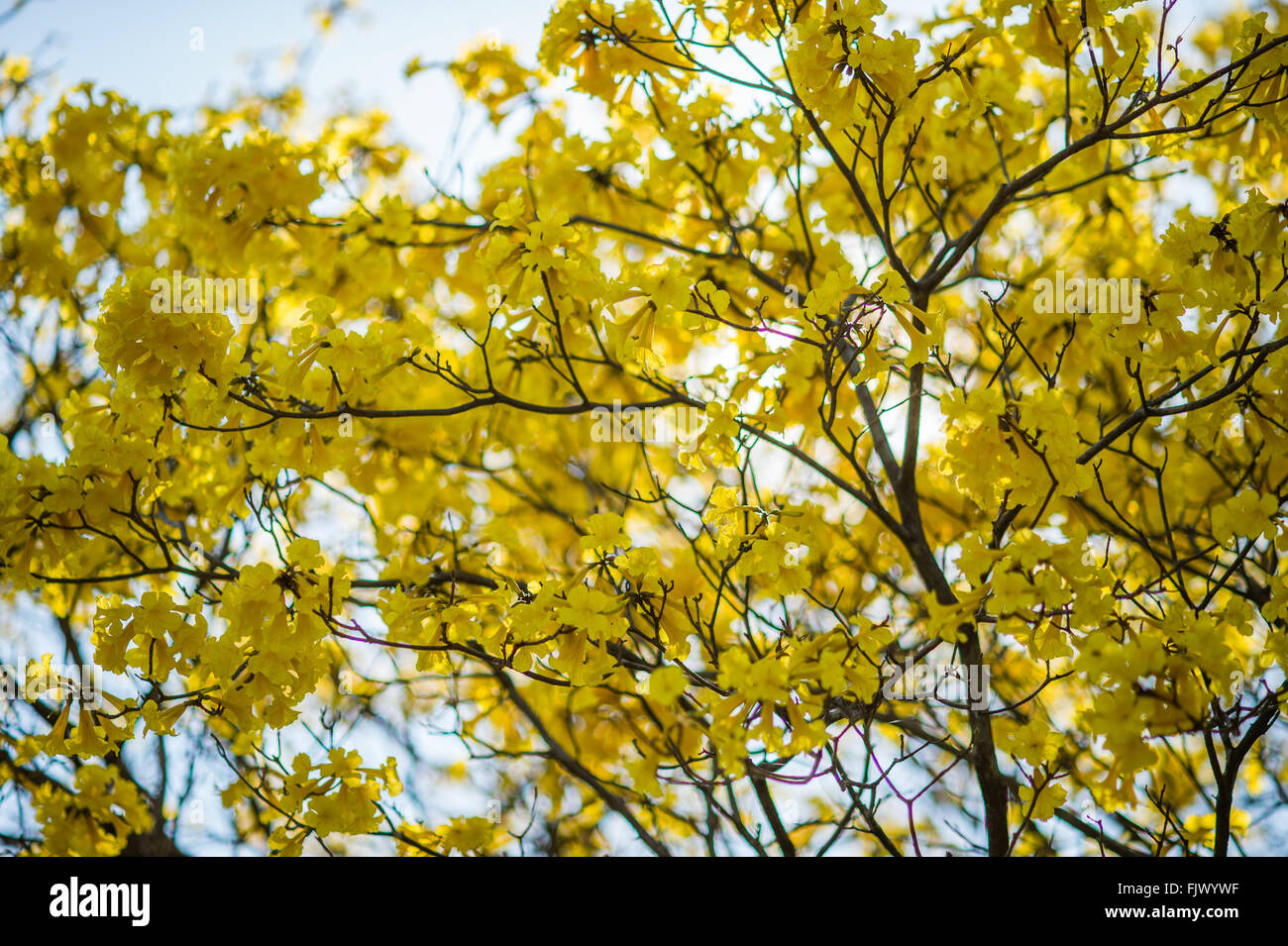 Baum gelb im Sommer, Thailand, Asien. Stockfoto