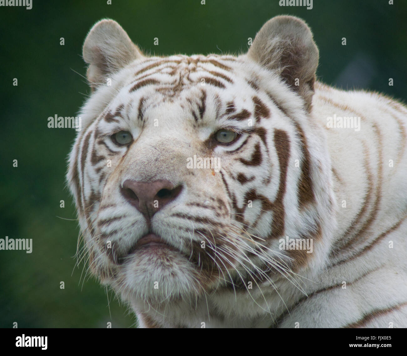 White Tiger West Midlands Safaripark Stockfoto