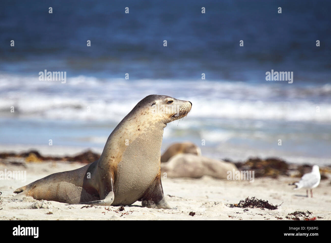 Australische Seelöwe (Neophoca Cinerea) am Strand von Seal Bay, Kangaroo Island, South Australia, Australien. Stockfoto