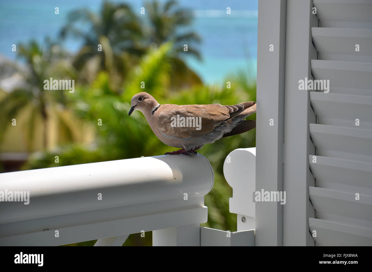 Vogel (Taube), Grand Bahama, Bahama-Inseln Stockfoto