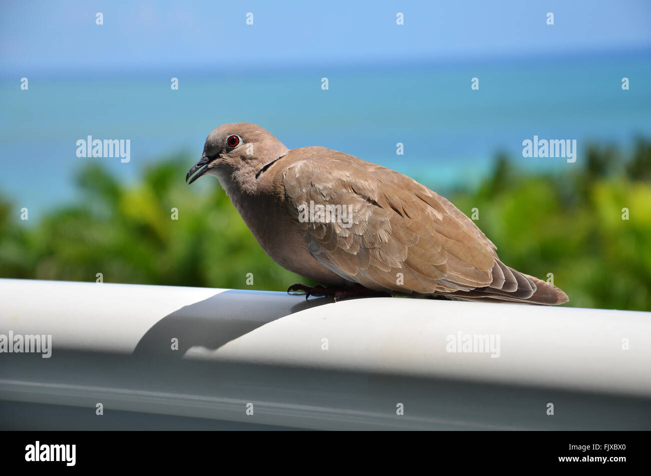 Vogel (Taube), Grand Bahama, Bahama-Inseln Stockfoto