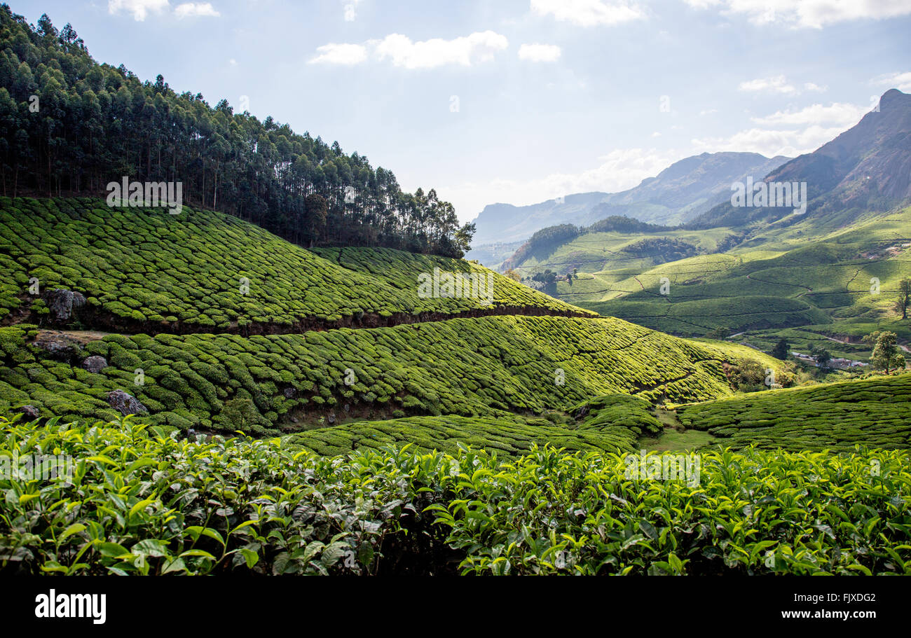 Munnar Hügel Tee Plantagen Kerala Indien Stockfoto