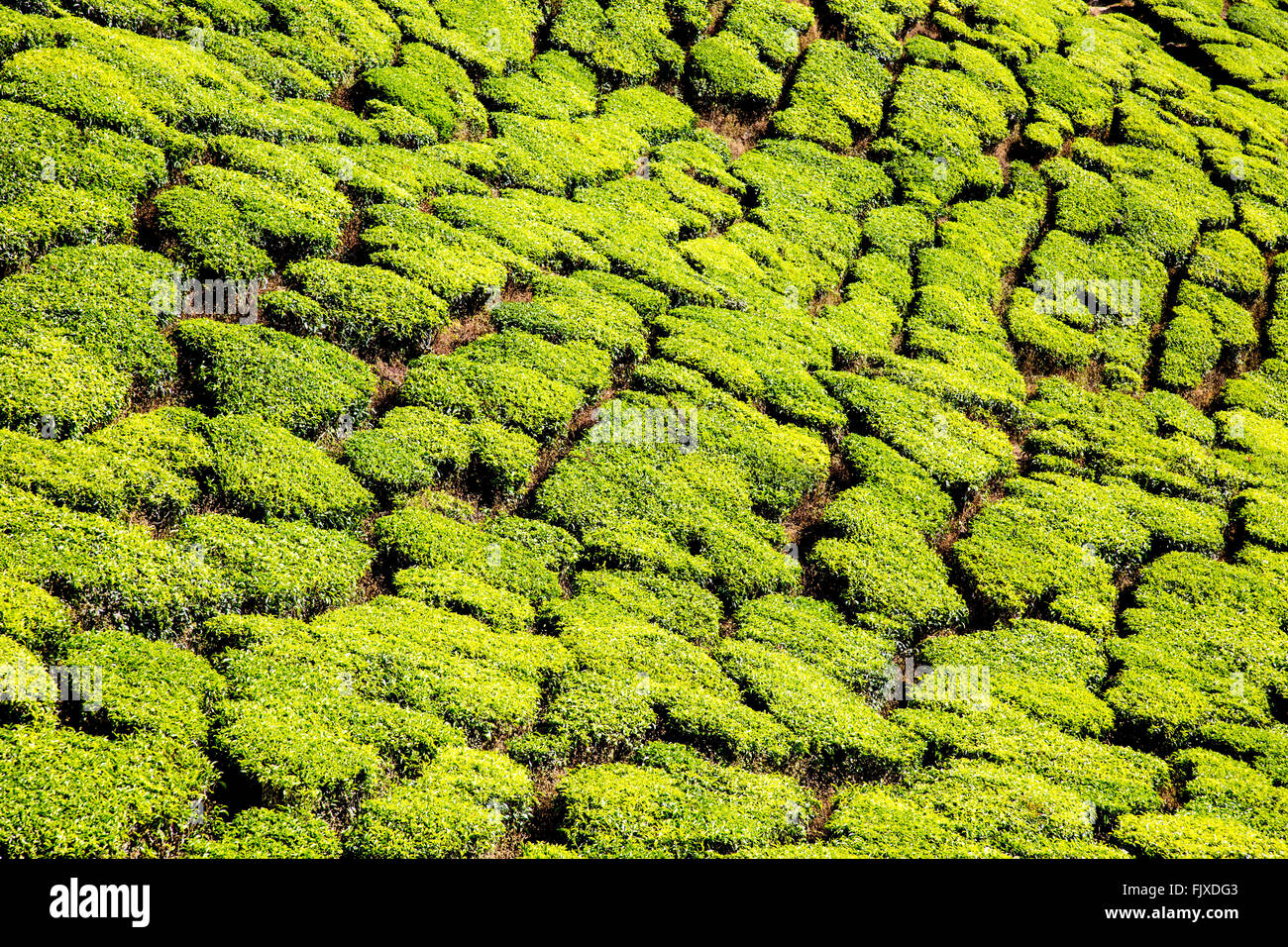 Munnar Hügel Tee Plantagen Kerala Indien Stockfoto