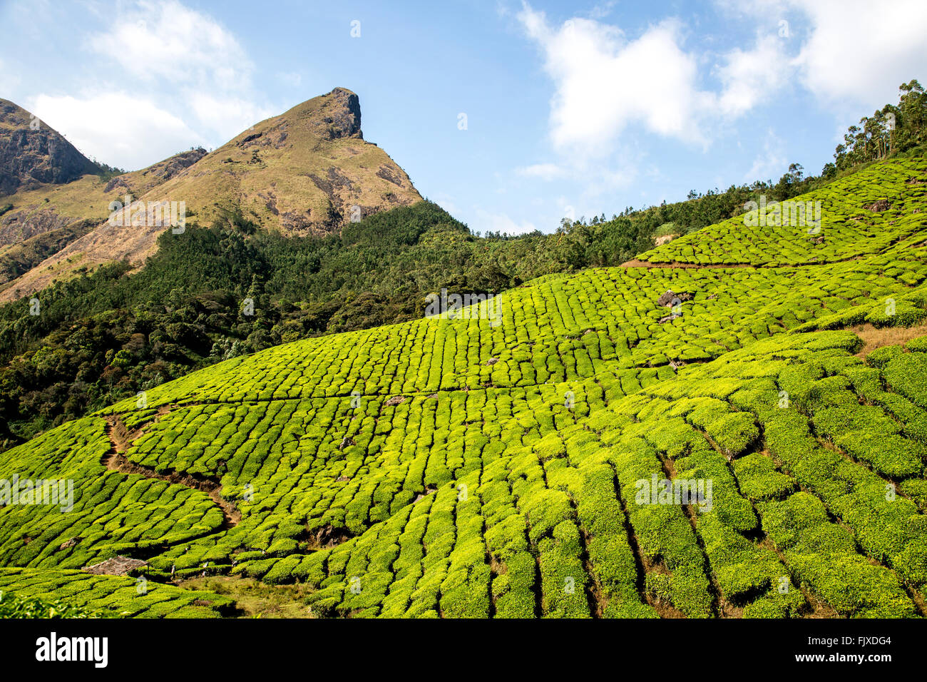 Munnar Hügel Tee Plantagen Kerala Indien Stockfoto