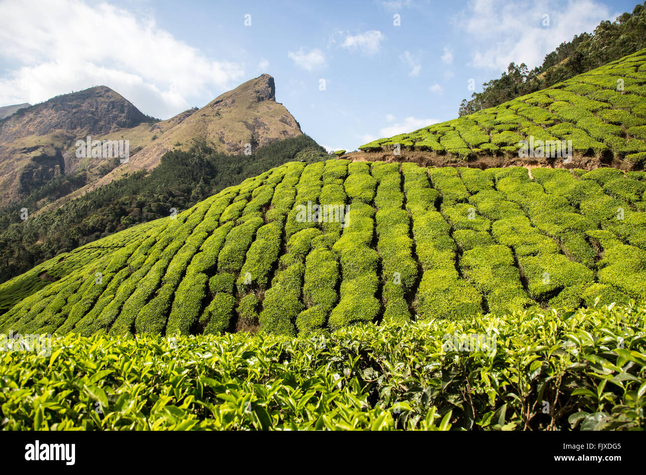 Munnar Hügel Tee Plantagen Kerala Indien Stockfoto