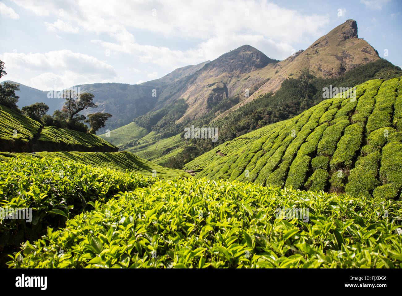 Munnar Hügel Tee Plantagen Kerala Indien Stockfoto