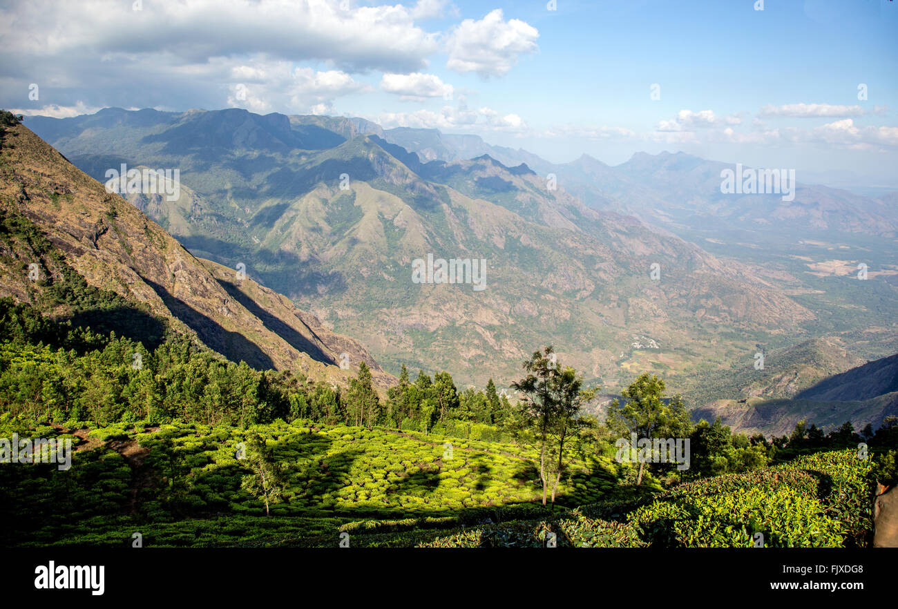 Munnar Hügel Tee Plantagen Kerala Indien Stockfoto