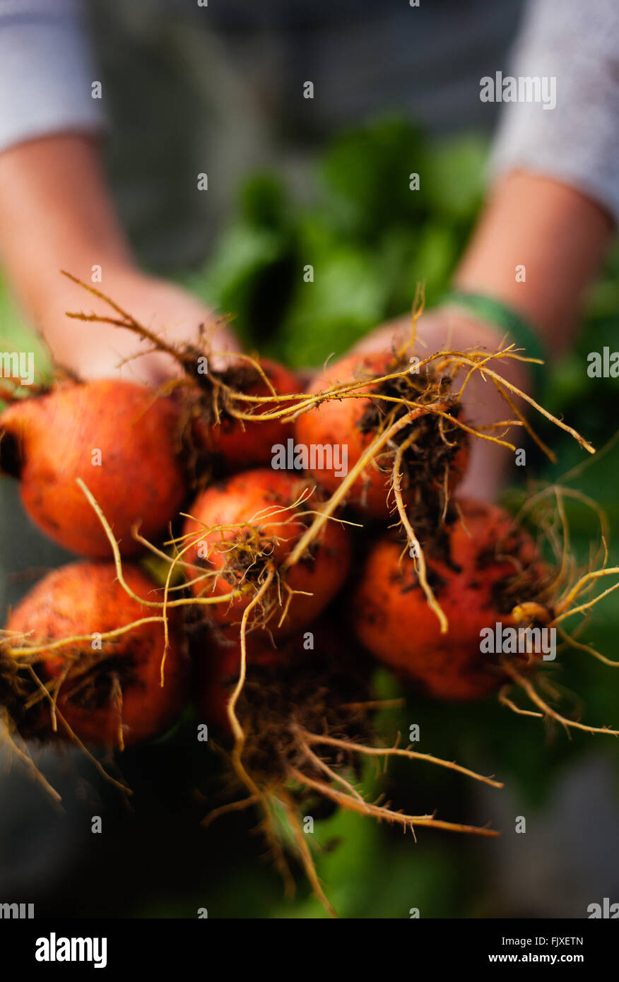 Person, die frisch ausgegraben golden Rüben Stockfoto
