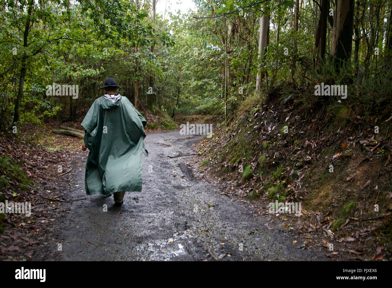Ein Mann, der einen langen Regenponcho trägt, wandert auf dem Camino durch den vom Regen nassen Wald von Galicien, Spanien. Stockfoto