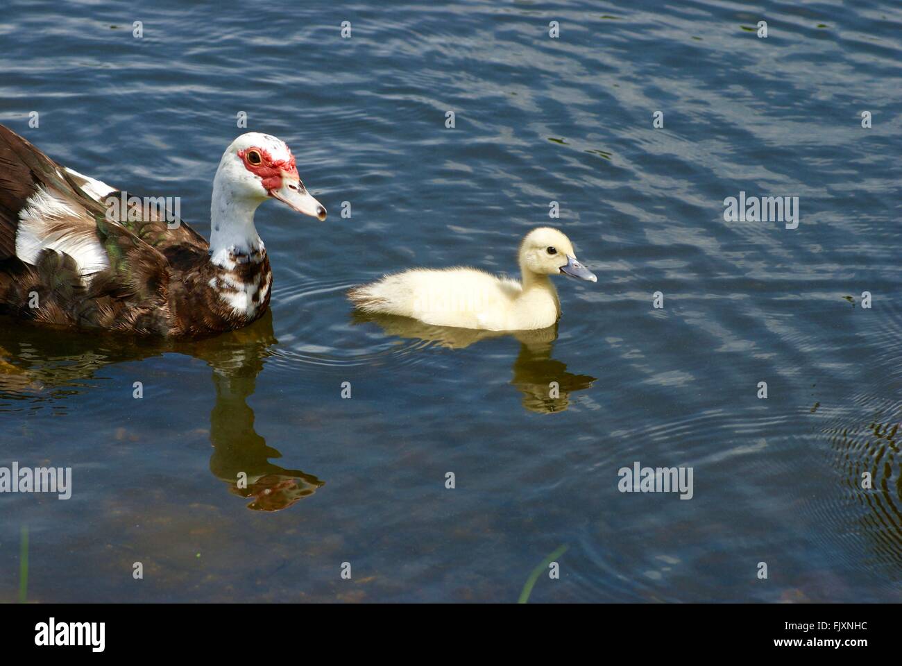 Baby Ente Schwimmen mit einem Erwachsenen Muscovy Ente auf dem Bauernhof an einem sonnigen Tag. Stockfoto