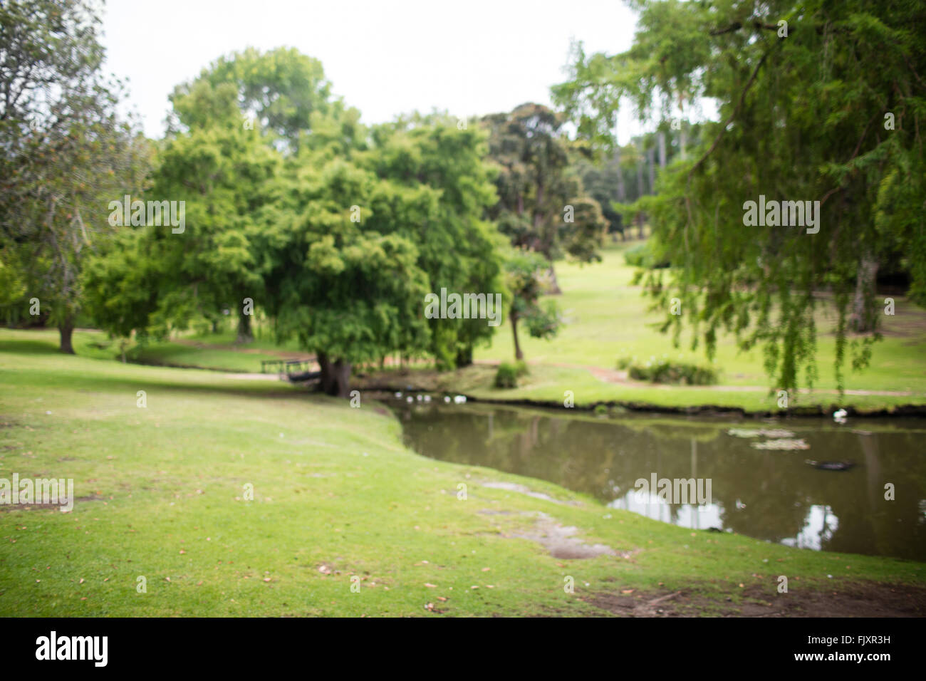 Blick auf den ruhigen grünen park Stockfoto
