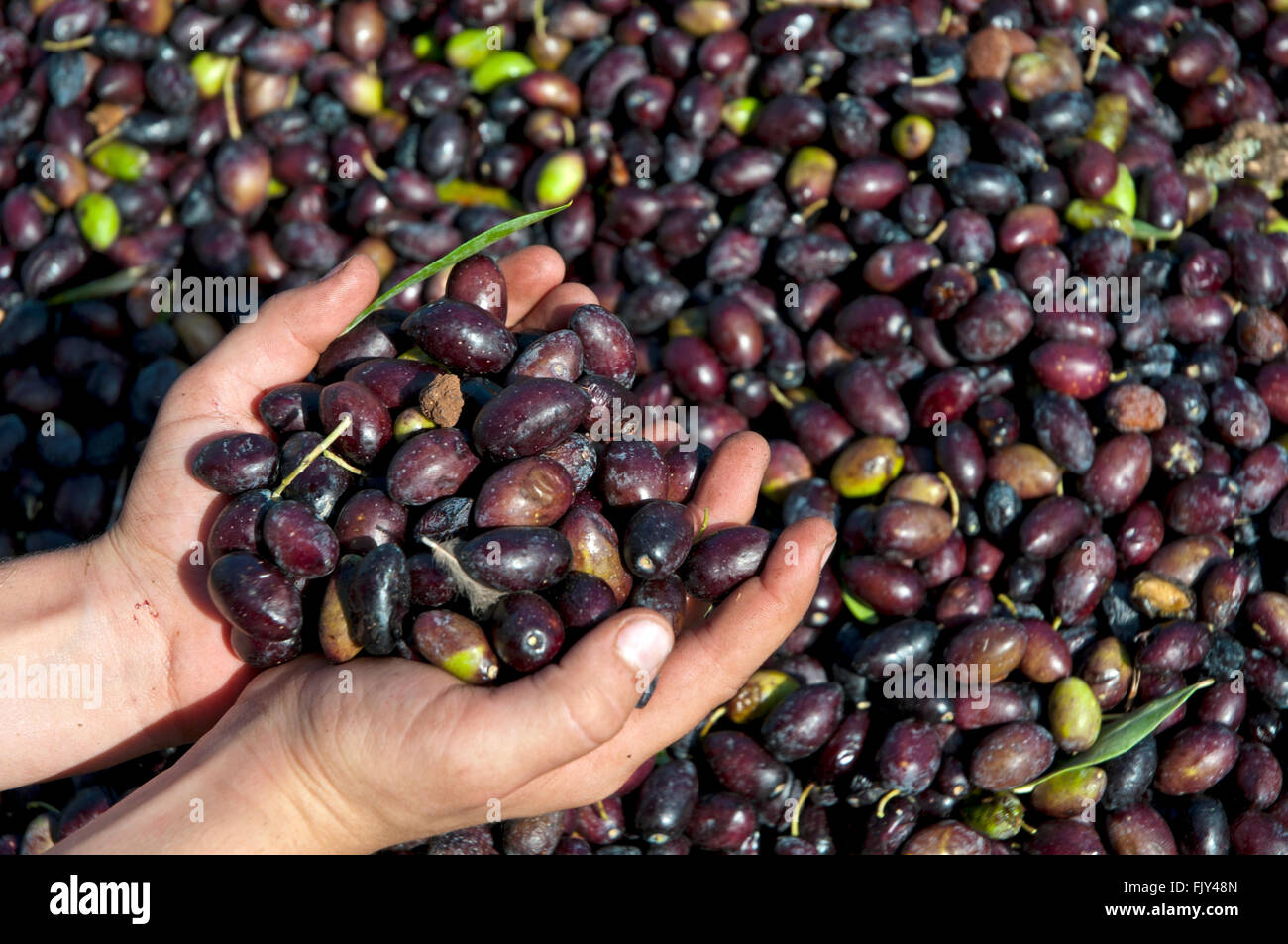 Handvoll Oliven Stockfoto