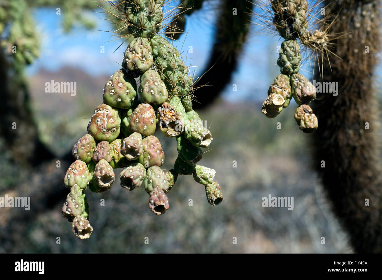 Nahaufnahme von fleischigen, grünen Früchte aus den hängenden Kette Cholla / jumping Cholla (Cylindropuntia Fulgida / Opuntia Fulgida), USA Stockfoto