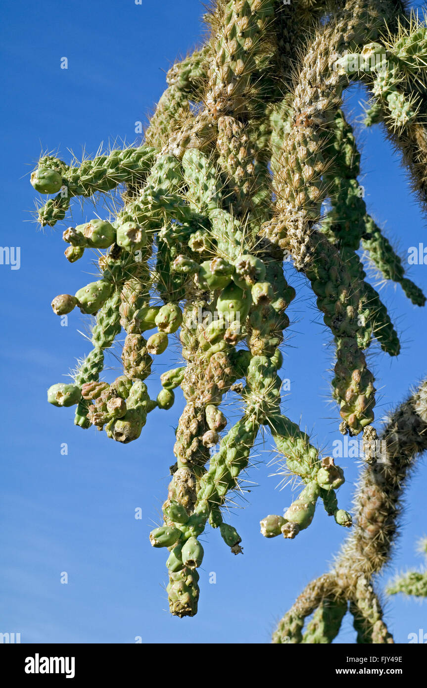 Nahaufnahme von fleischigen, grünen Früchte aus den hängenden Kette Cholla / jumping Cholla (Cylindropuntia Fulgida / Opuntia Fulgida), USA Stockfoto
