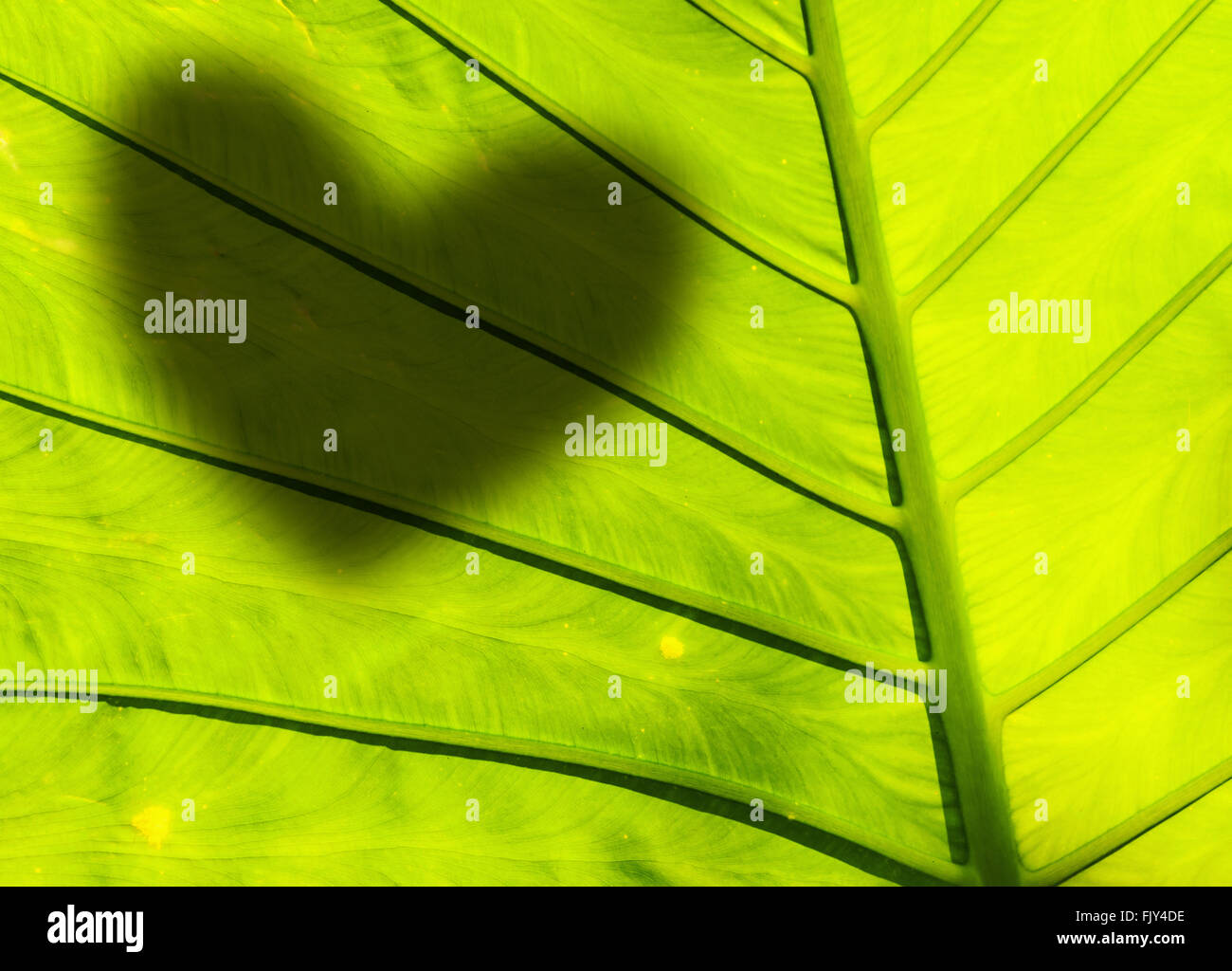 Grünes Blatt mit scharfen Herz Schatten auf Textur Stockfoto