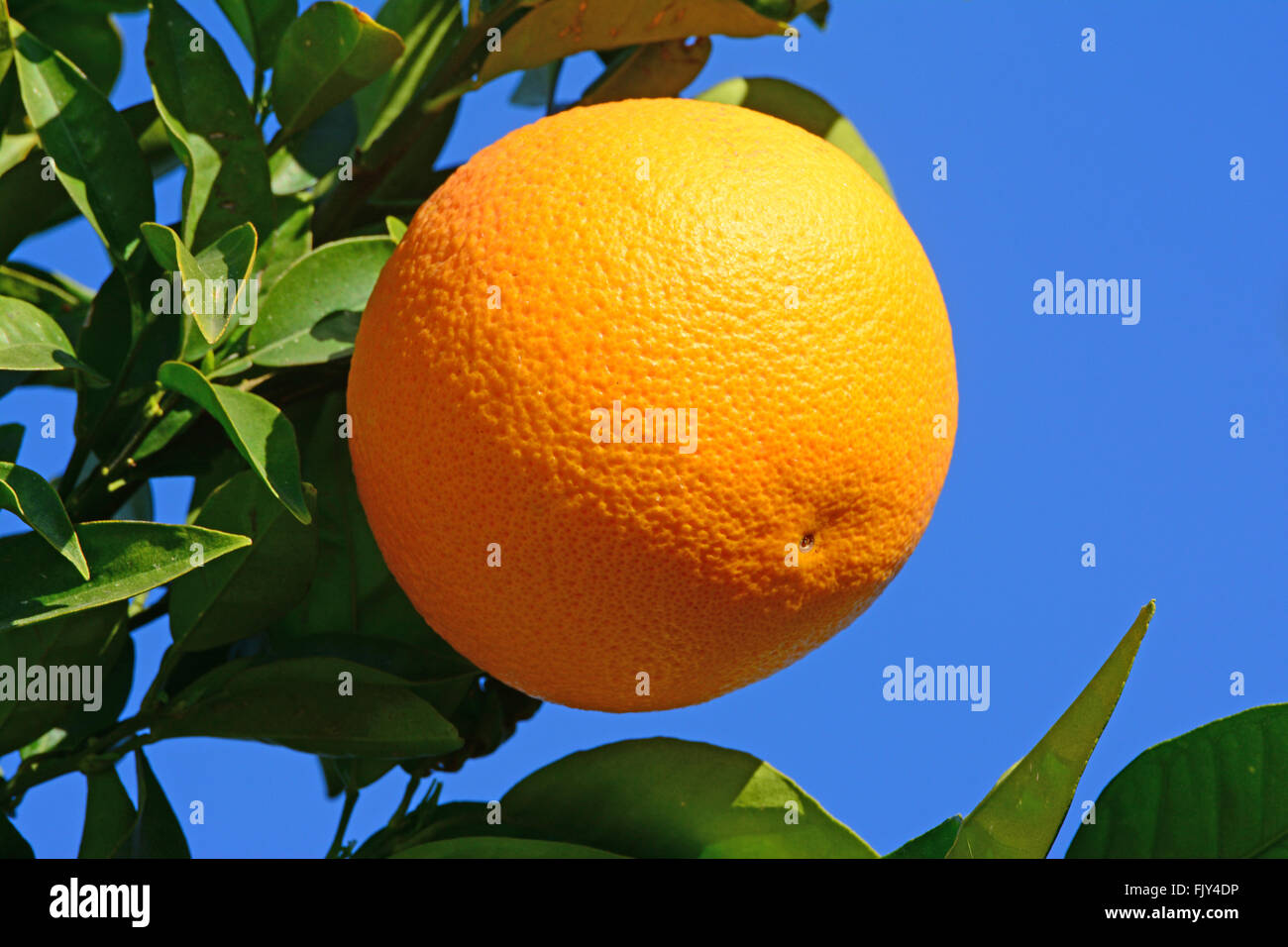 Orange auf Baum Stockfoto