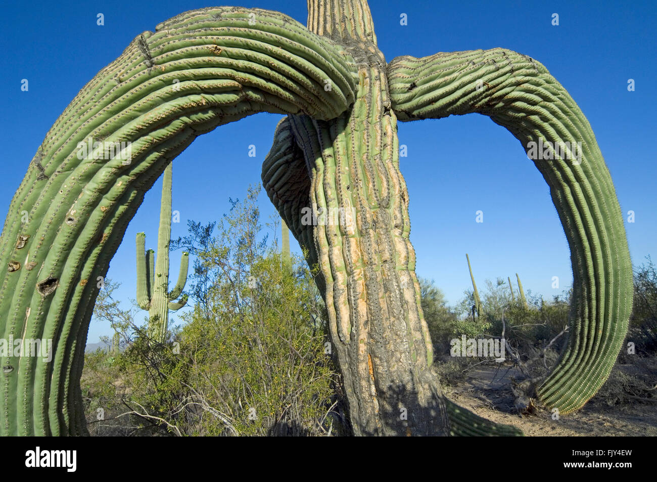 Saguaro Kaktus (Carnegiea Gigantea / Cereus Giganteus) mit durchhängenden Äste verursacht durch Frost oder Schnee, Sonora-Wüste, Arizona Stockfoto
