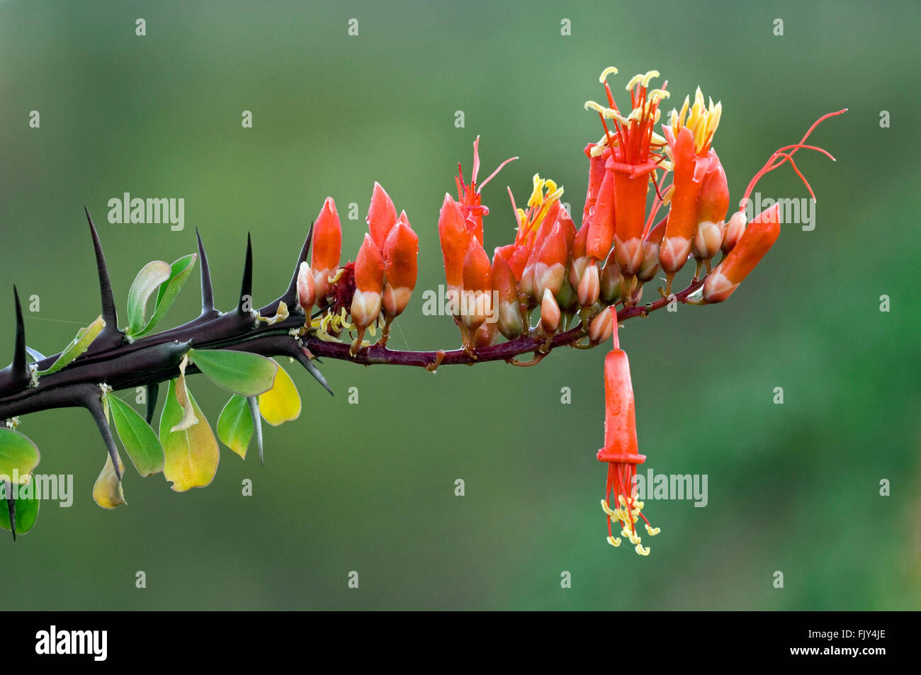 Ocotillo / Abschreckung / Candlewood (Fouquieria Splendens / Fouquieria Spinosa) Großaufnahme der stacheligen Stamm mit roten Blüten, Arizona Stockfoto