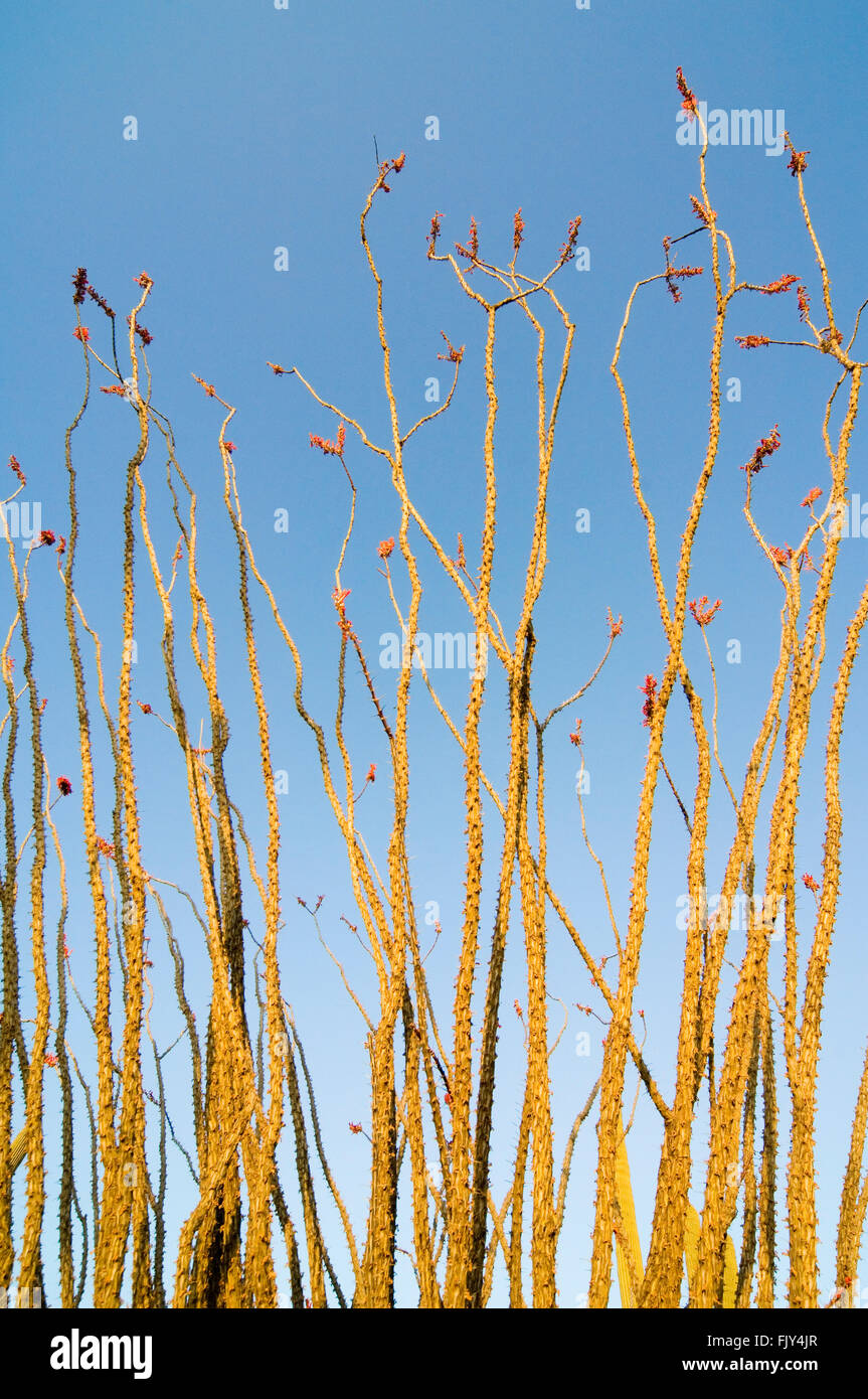 Ocotillo / Abschreckung / Candlewood (Fouquieria Splendens / Fouquieria Spinosa) stacheligen Stengeln in Blüte, Sonora-Wüste, Arizona, USA Stockfoto