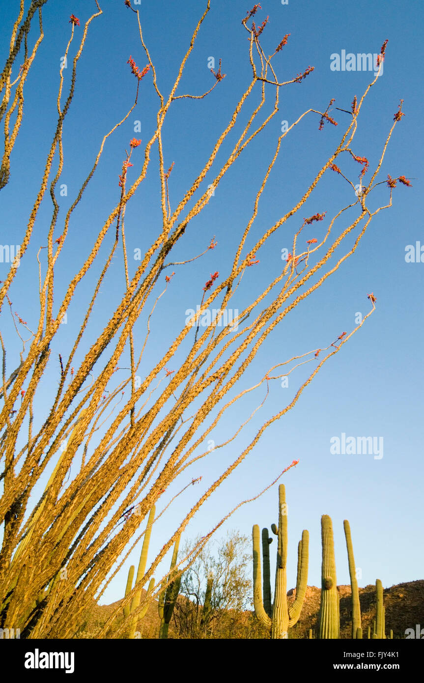 Ocotillo / Abschreckung / Candlewood (Fouquieria Splendens / Fouquieria Spinosa) stacheligen Stengeln in Blüte, Sonora-Wüste, Arizona, USA Stockfoto