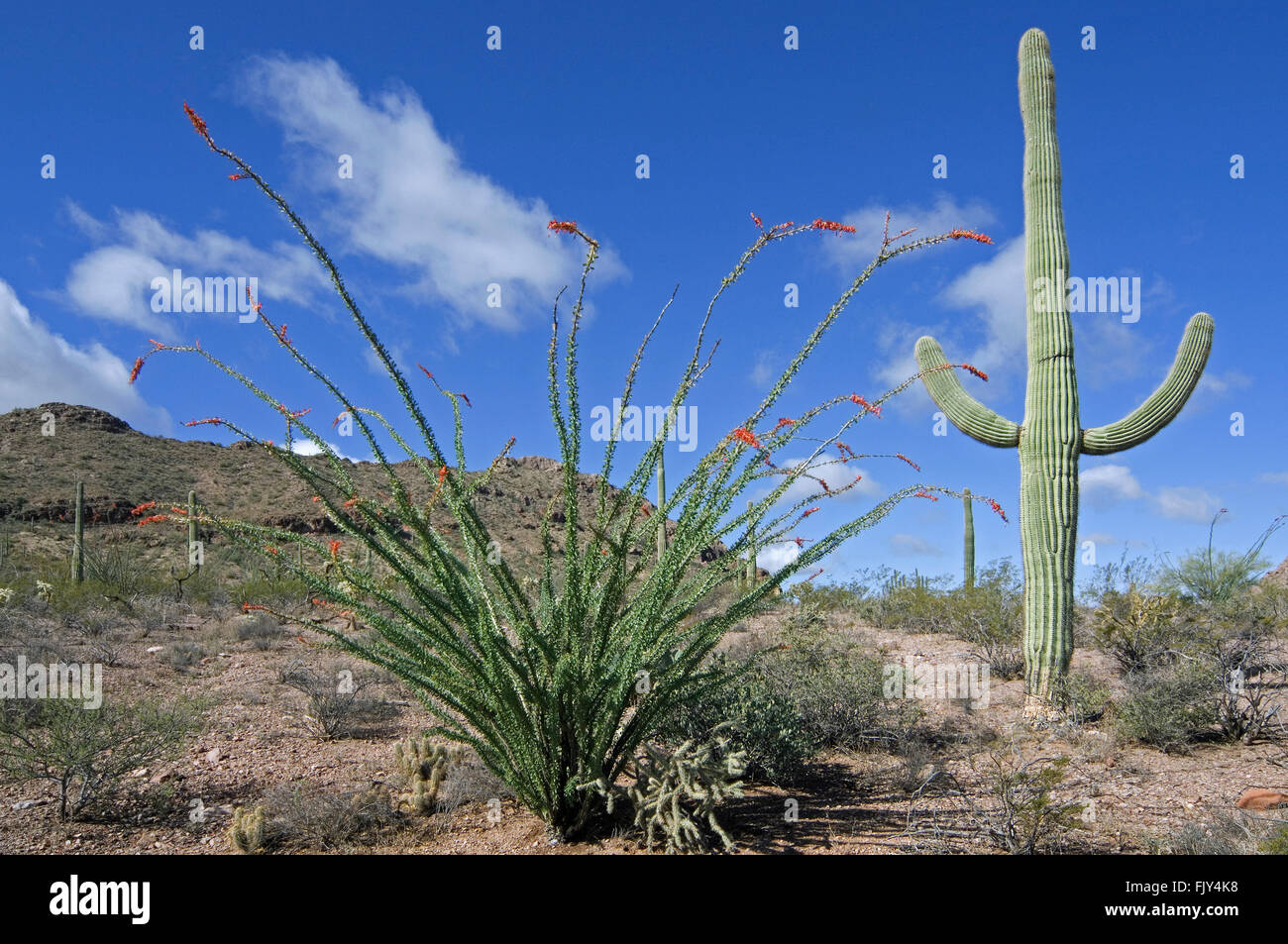 Ocotillo / Abschreckung / Candlewood (Fouquieria Splendens / Fouquieria Spinosa) in voller Blüte und Saguaro Kaktus (Carnegiea Gigantea) Stockfoto
