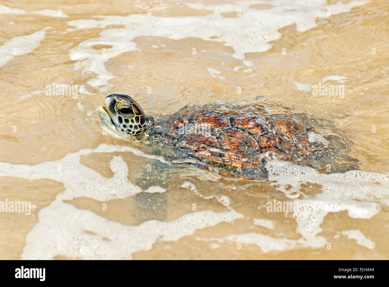 Grüne Meeresschildkröte, Chelonia Mydas, Atem Stockfoto