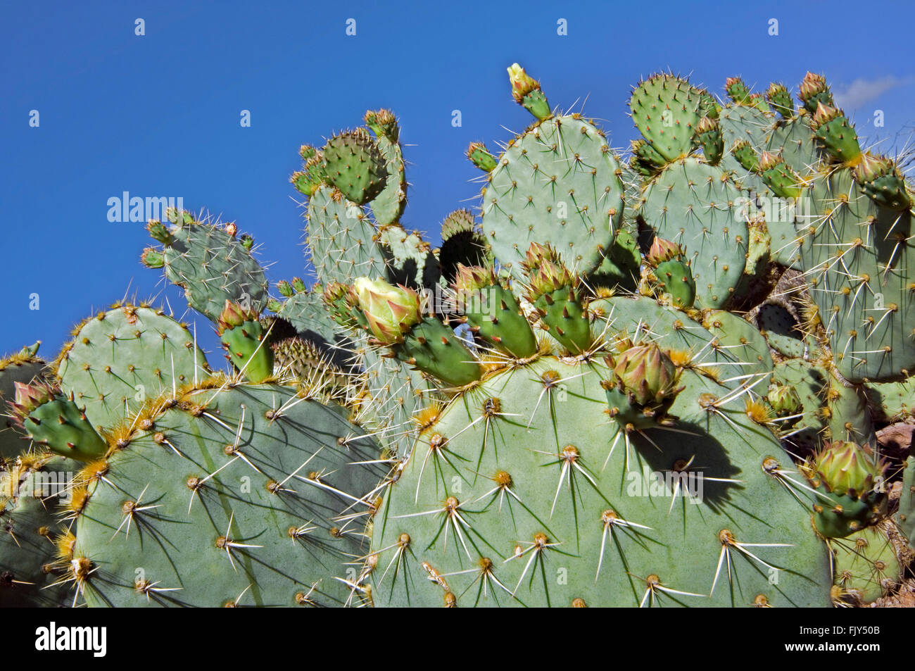 Engelmann-Feigenkaktus / Kuhmilch Zunge Kaktus / Texas Feigenkaktus (Opuntia Engelmannii) im Frühjahr, Sonora-Wüste, Arizona, USA Stockfoto