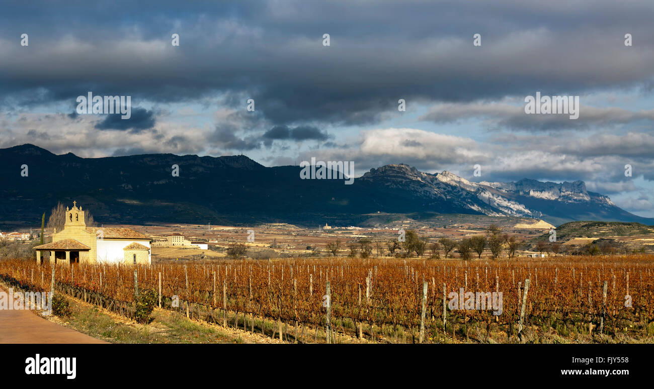 Herbst im Weinberg. La Rioja, Spanien. Stockfoto