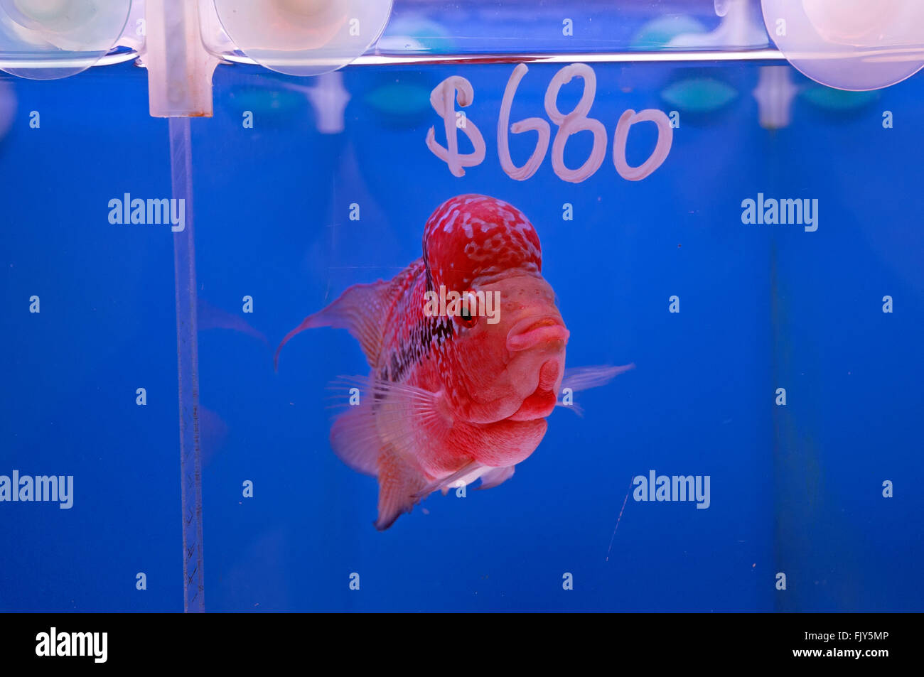 Tropische Fische zum Verkauf an der Tung Choi Street, besser bekannt als the Goldfish Market, Mongkok, Hong Kong, China. Stockfoto