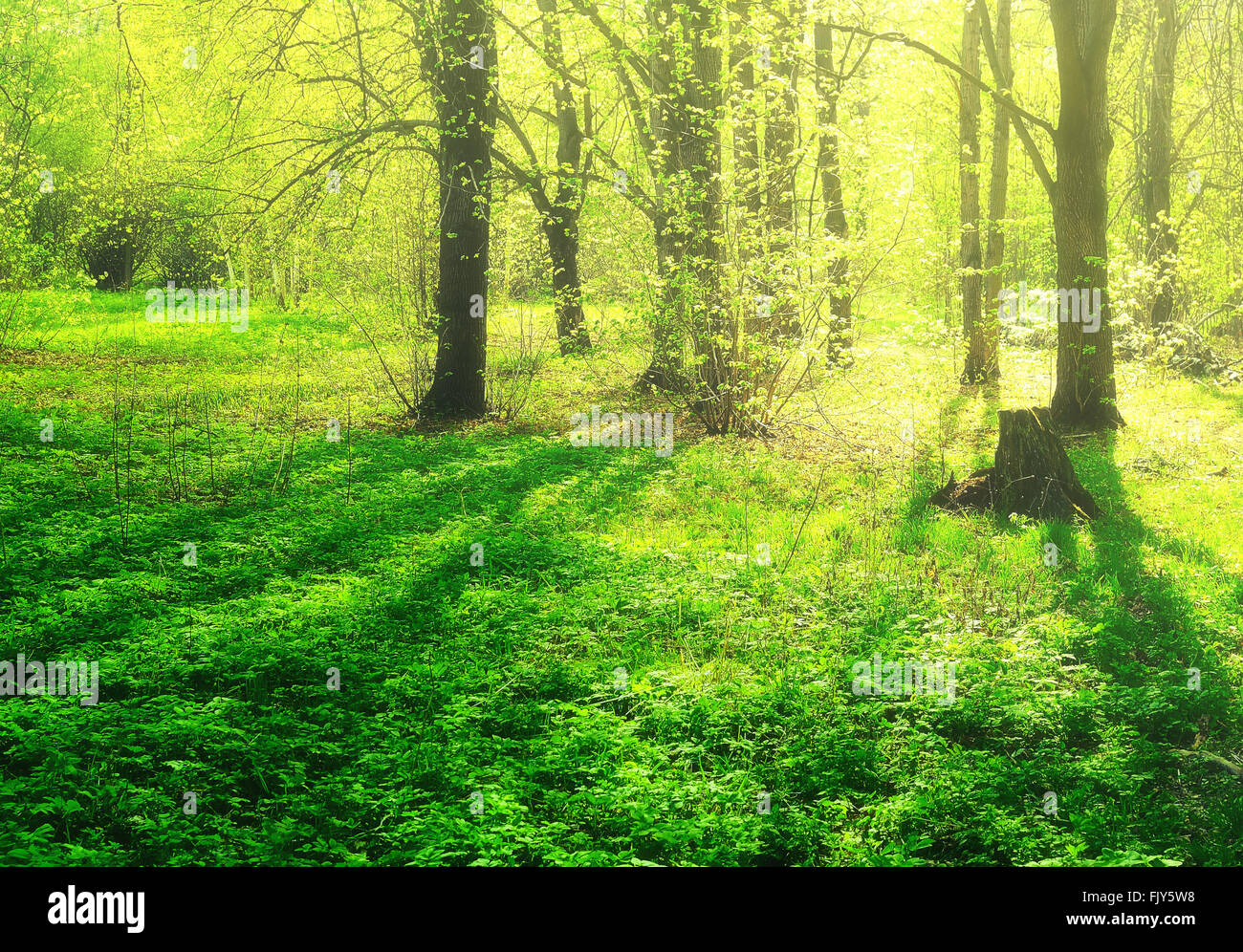 Wald-Glow. Strahlen der Sonne im Frühholz Stockfoto