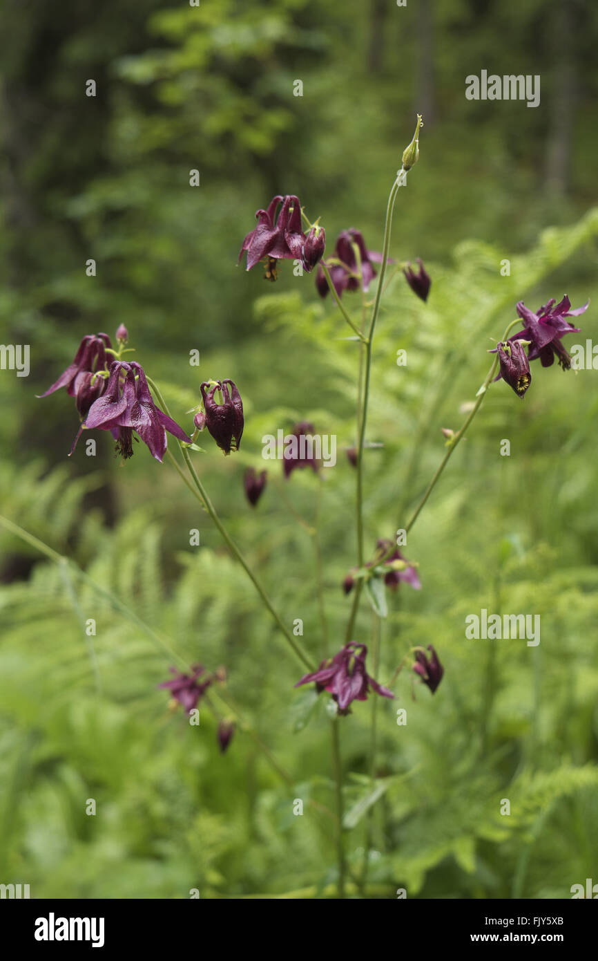 Dunkle Akelei (Aquilegia atrata) in einer alpinen Wäldern, Österreich. Stockfoto