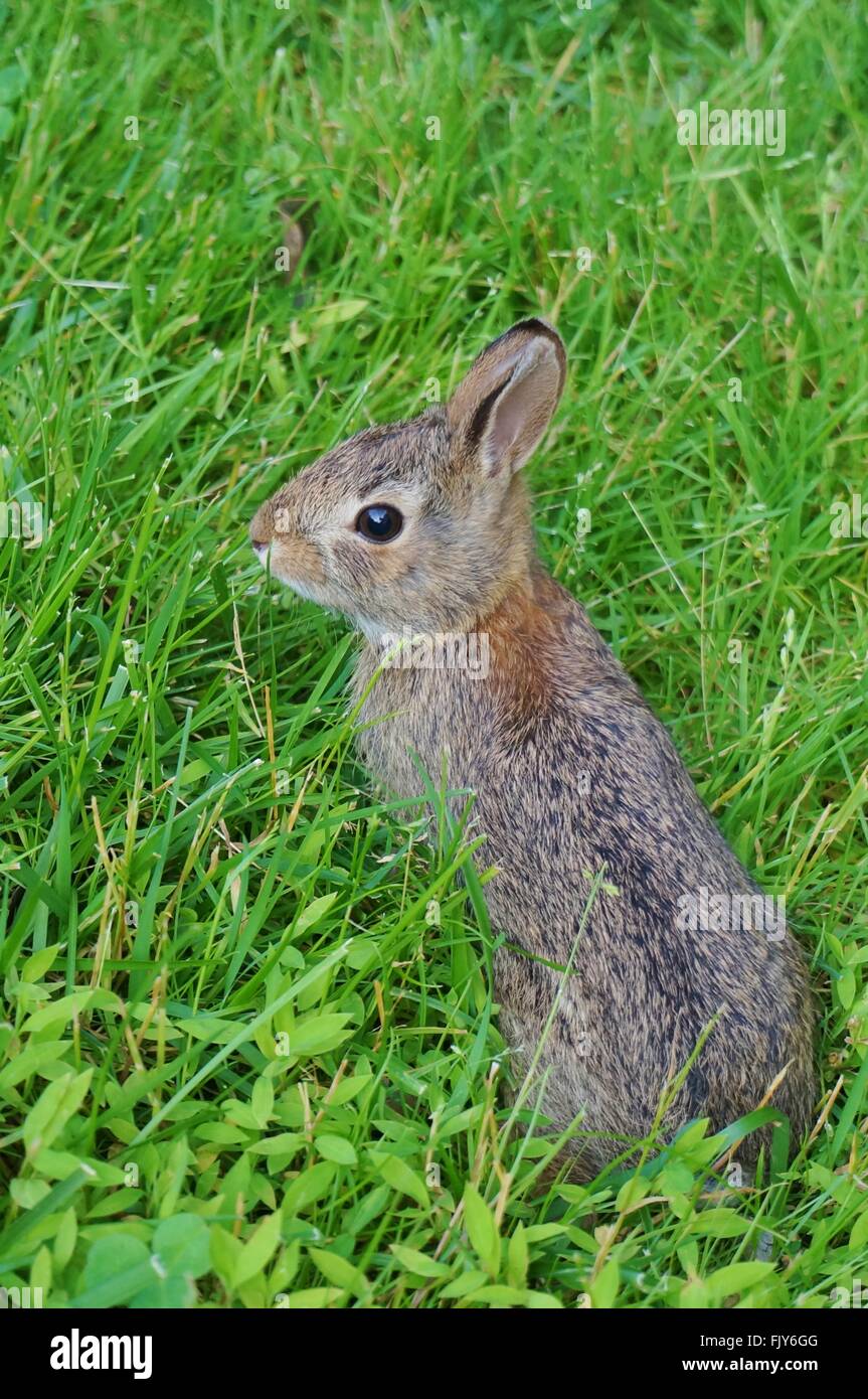 Kaninchen garten Stockfotos und bilder Kaufen Alamy