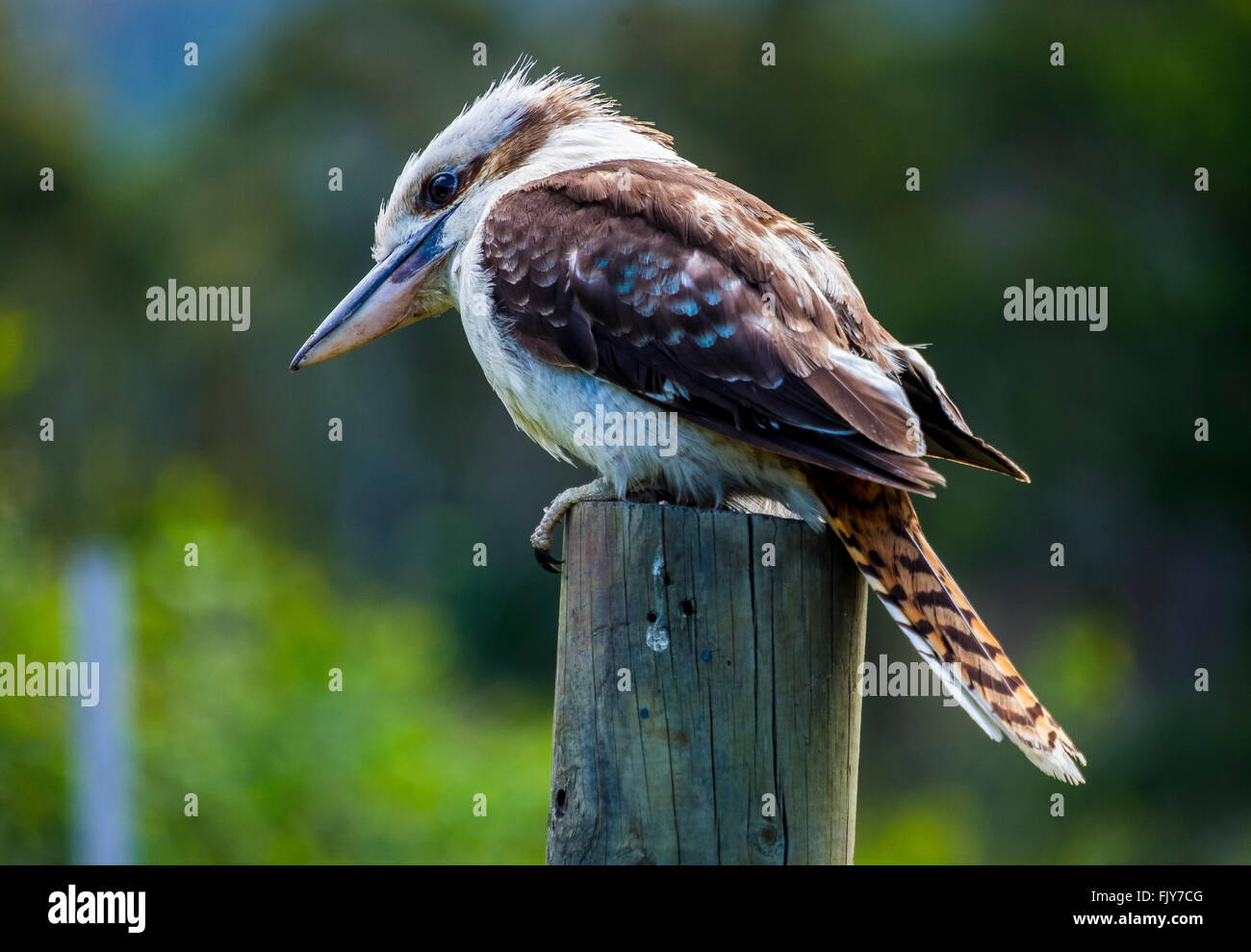 Kookaburra sitzt auf einem Zaunpfosten Stockfoto