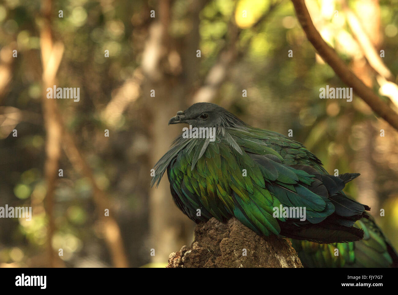 Nicobar Taube, Caloenas Nicobarica Vogel gefunden in Nicobar, Luzon und Neu-Guinea Stockfoto