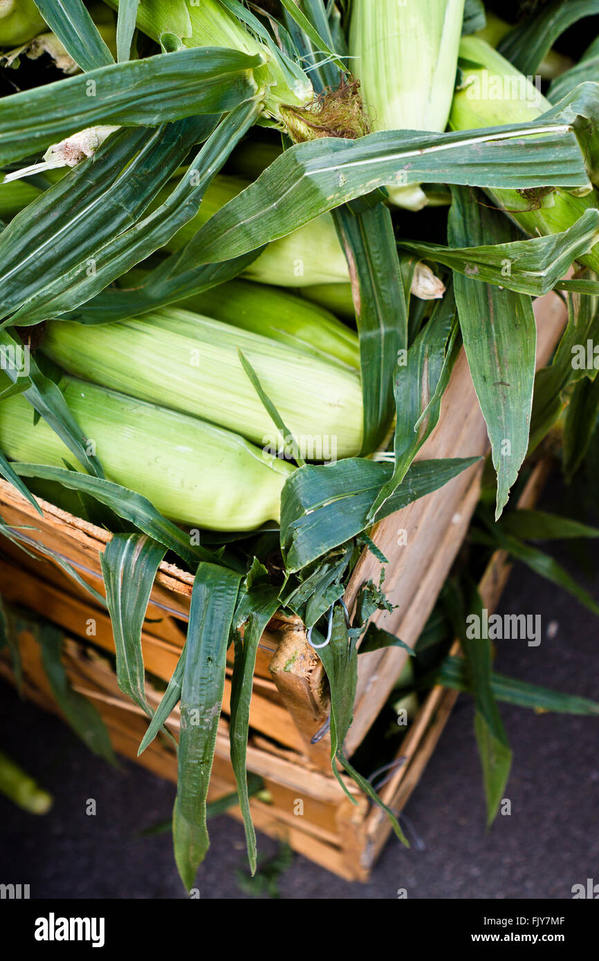 Frisch gepflückt Zuckermais in Kisten auf Bauernmarkt Stockfoto