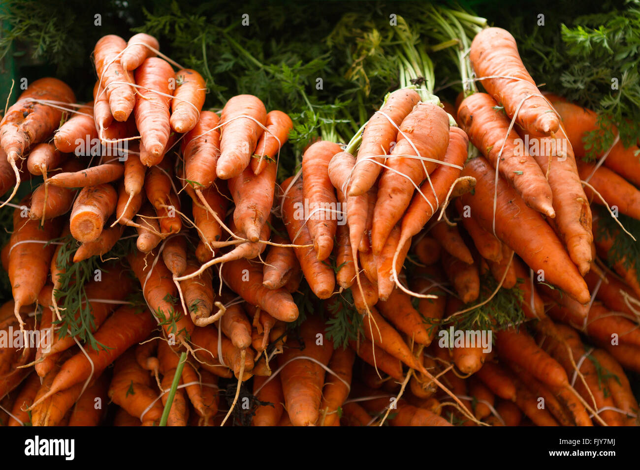 Frisch geerntete Möhren gestapelt, indem Trauben am Bauernmarkt Stockfoto